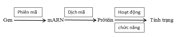 Ảnh hưởng của môi trường lên kiểu gen