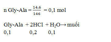 Các phản ứng thủy phân Peptit và Protein