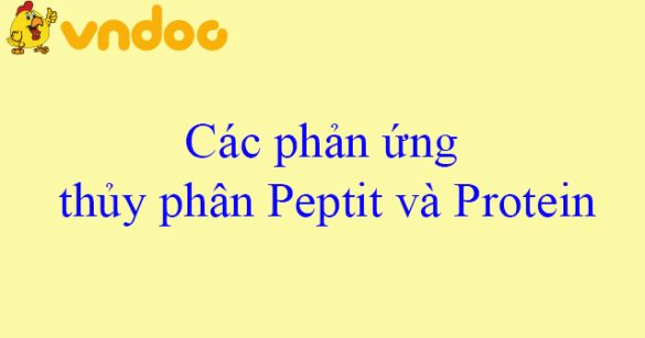 Các phản ứng thủy phân Peptit và Protein