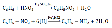 Chuỗi phản ứng Amin, Amino Axit