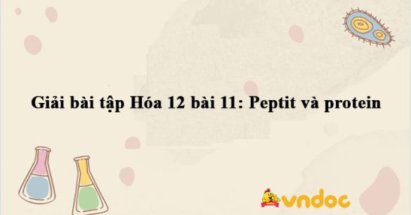 Giải Hóa 12 bài 11: Peptit và protein