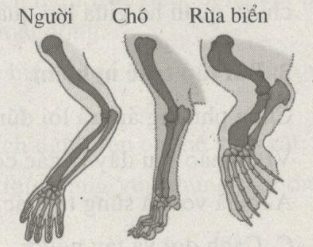 Sinh học 12: Bài tập tự giải trang 91