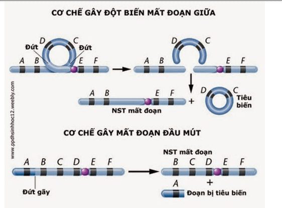 Lý thuyết Sinh học 12 Bài 5: Nhiễm sắc thể và đột biến cấu trúc nhiễm sắc thể | Lý thuyết Sinh 12 ngắn gọn