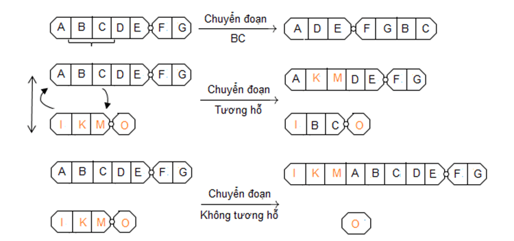 Lý thuyết Sinh học 12 Bài 5: Nhiễm sắc thể và đột biến cấu trúc nhiễm sắc thể | Lý thuyết Sinh 12 ngắn gọn