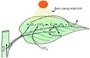 Lý thuyết Tinh bột: Tính chất hóa học, Tính chất vật lí, Cấu tạo, Điều chế, Ứng dụng