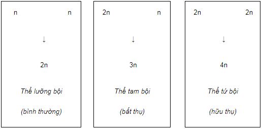 Tóm tắt lý thuyết Sinh học 12 bài 6