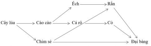 lý thuyết sinh học 12