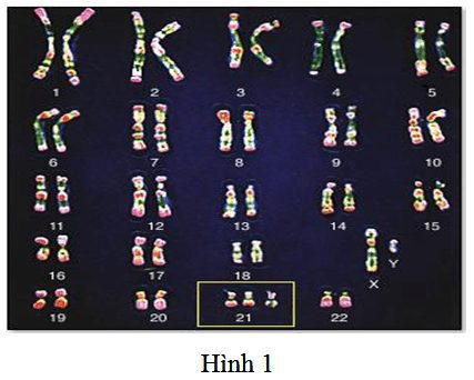 Lý thuyết sinh học 12