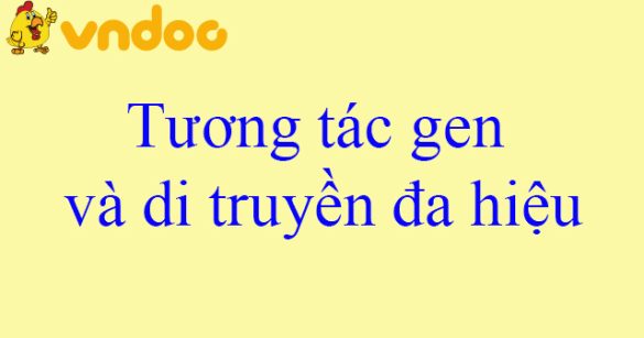 Tương tác gen và di truyền đa hiệu