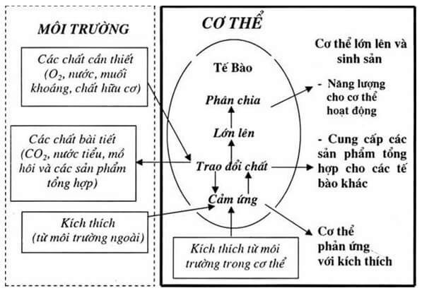 lý thuyết sinh học 10