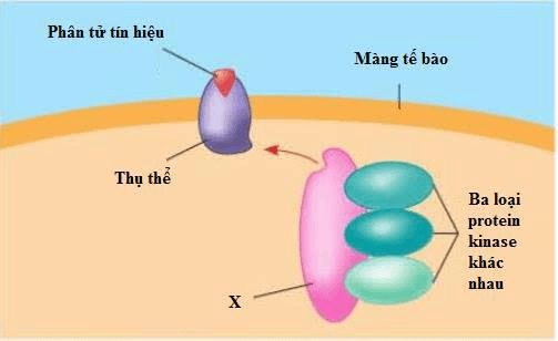 lý thuyết môn Sinh 10