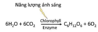 Lý thuyết sinh 10