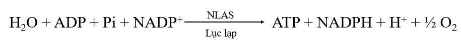 Lý thuyết sinh 10