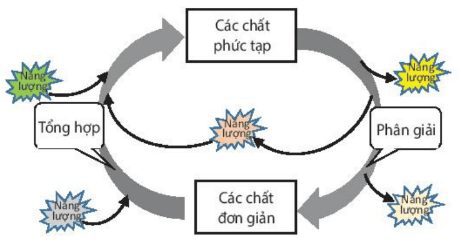 Lý thuyết sinh 10