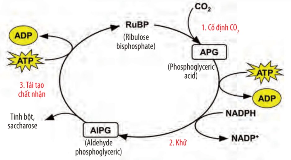 Lý thuyết sinh học 10