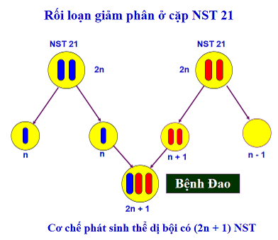 lý  thuyết sinh học 10