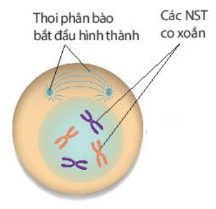 Lý thuyết sinh 10