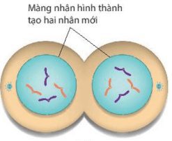 Lý thuyết sinh 10