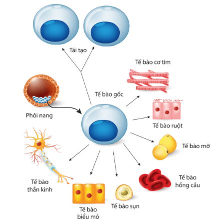 công nghệ tế bào