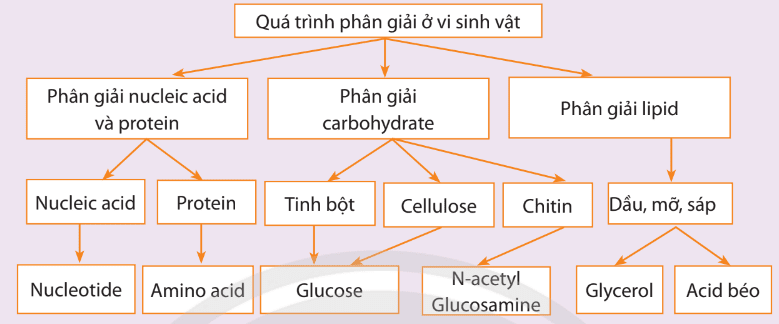 Lý thuyết sinh 10