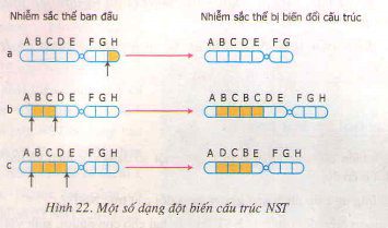 Bài tập môn Sinh học lớp 9