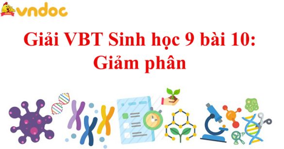 Giải VBT Sinh học 9 bài 10: Giảm phân