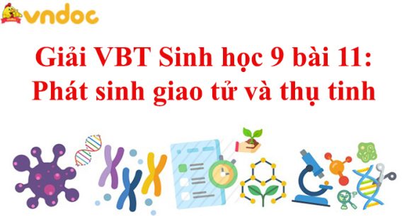 Giải VBT Sinh học 9 bài 11: Phát sinh giao tử và thụ tinh