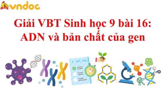 Giải VBT Sinh học 9 bài 16: ADN và bản chất của gen