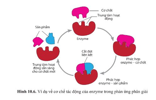 Giải Sinh 10 Bài 10