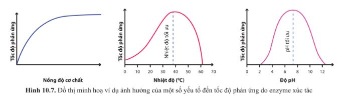 Giải Sinh 10 Bài 10