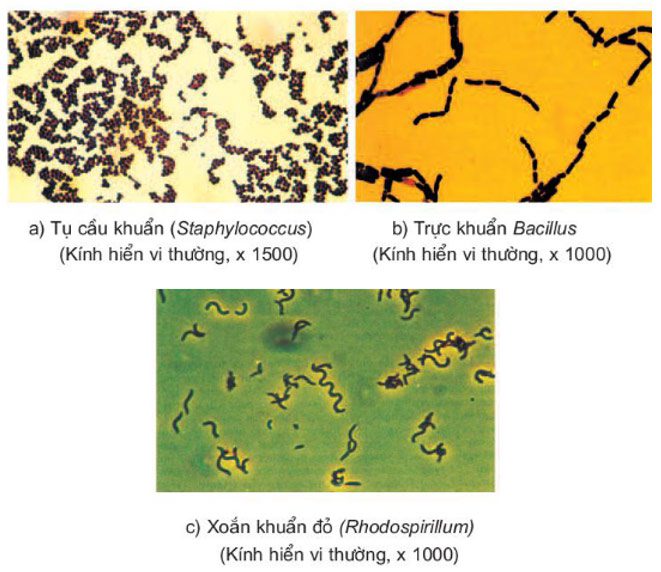 Giải Sinh 10 Bài 10