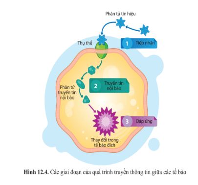 Giải Sinh 10 Bài 12