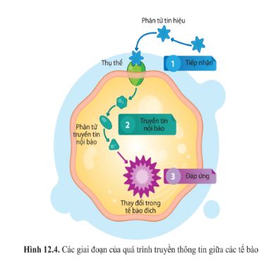 Giải Sinh 10 Bài 12