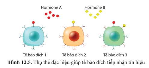 Giải Sinh 10 Bài 12