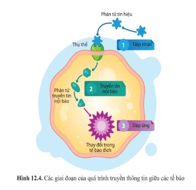 Giải Sinh 10 Bài 12