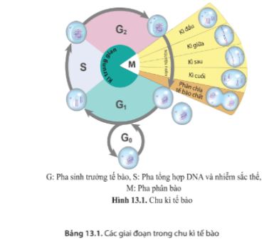 Giải Sinh 10 Bài 13