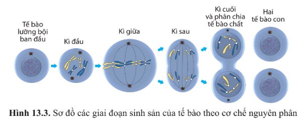 Giải Sinh 10 Bài 13