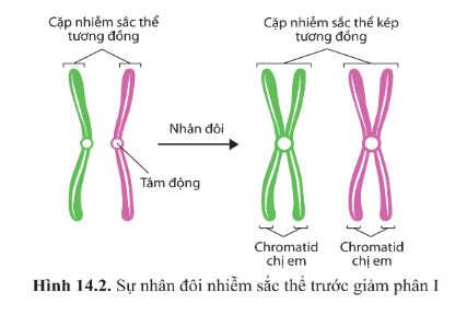 Giải Sinh 10 Bài 14