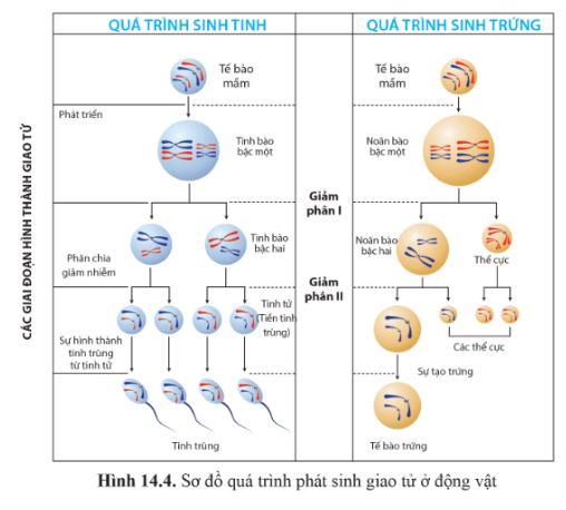 Giải Sinh 10 Bài 14