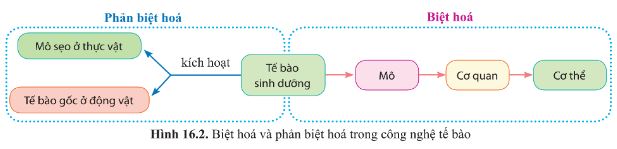 Giải Sinh 10 Bài 16