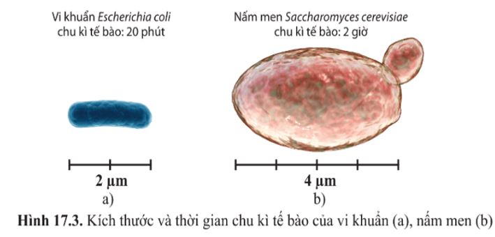 Giải Sinh 10 Bài 17