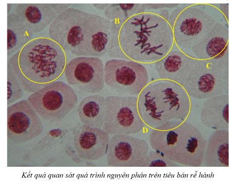 Giải Sinh 10 Bài 18