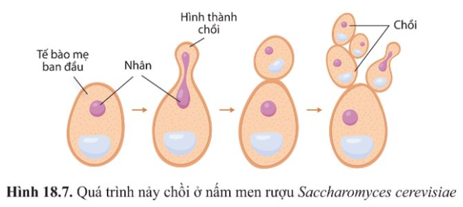 Giải Sinh 10 Bài 18