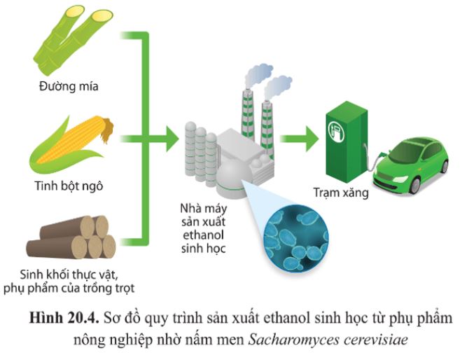 Giải Sinh 10 Bài 20