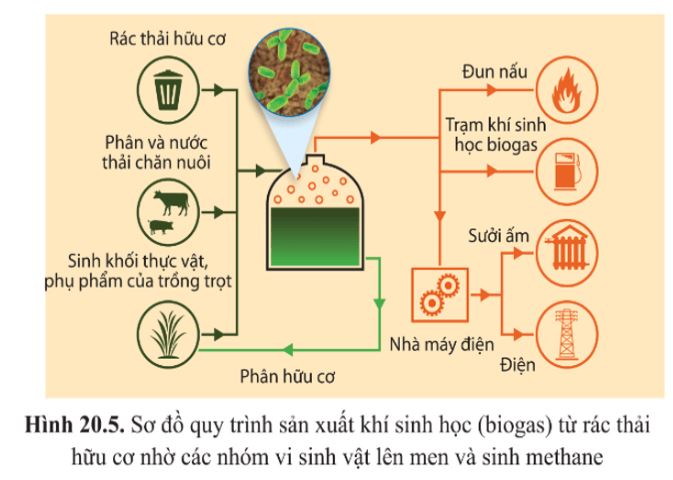 Giải Sinh 10 Bài 20