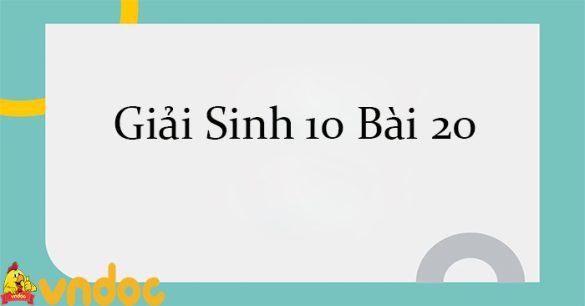 Giải Sinh 10 Bài 20: Thực hành: quan sát tiêu bản các kì phân bào nguyên phân và giảm phân CTST