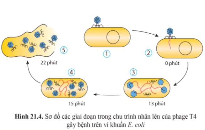 Giải Sinh 10 Bài 21