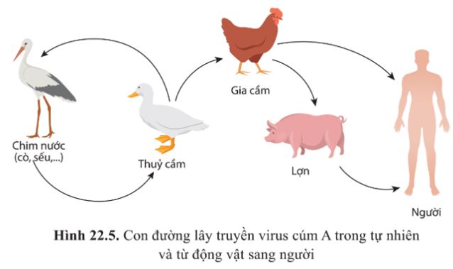 Giải Sinh 10 Bài 22