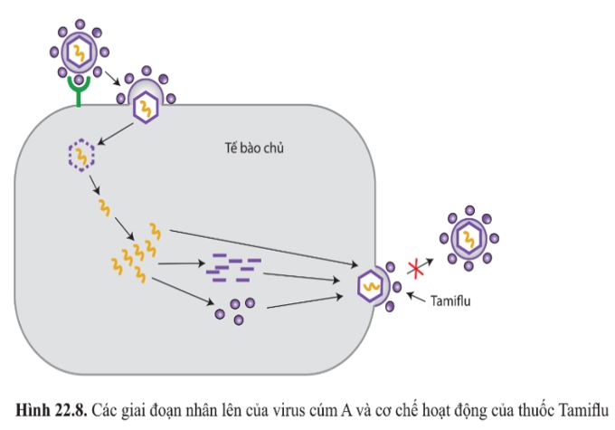 Giải Sinh 10 Bài 22