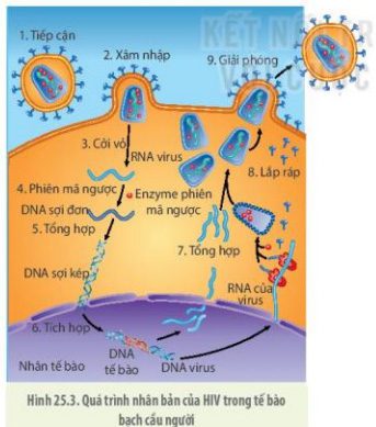 Giải Sinh 10 Bài 25